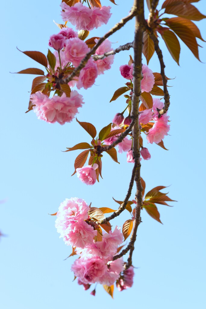 春の讃歌　④。。。！