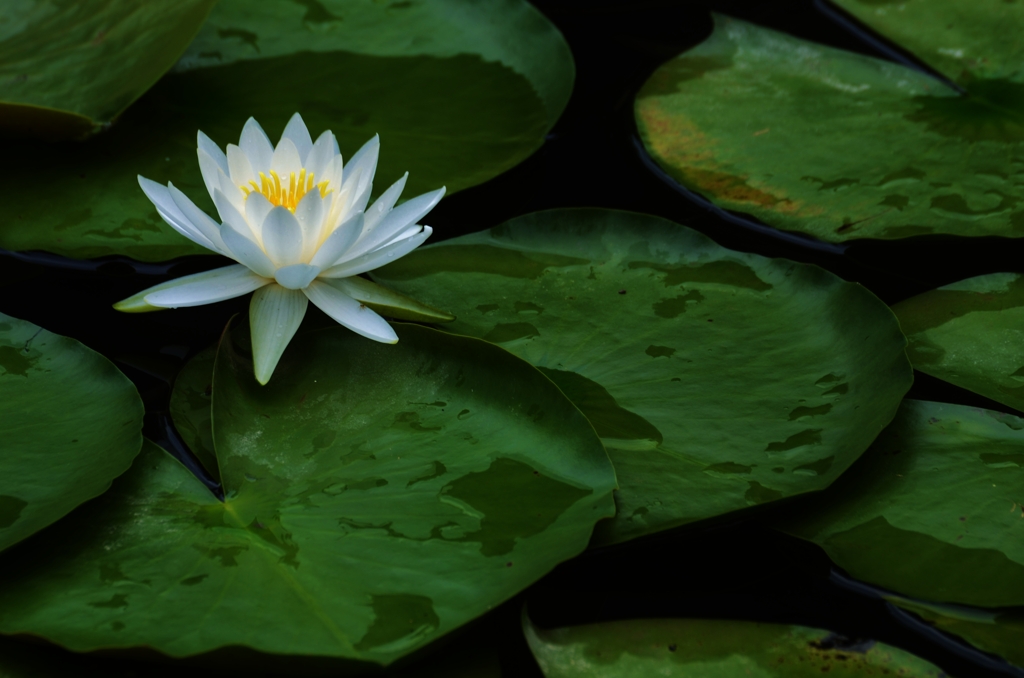涼しく花咲き。。。！