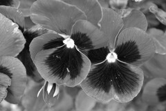 春の花友達　①。。。！