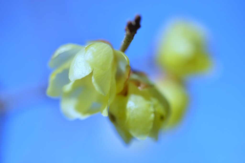 優しく春を告げる　①。。。！