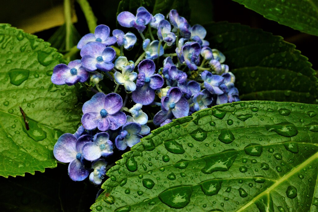紫陽花の詩。。。！