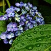 紫陽花の詩。。。！