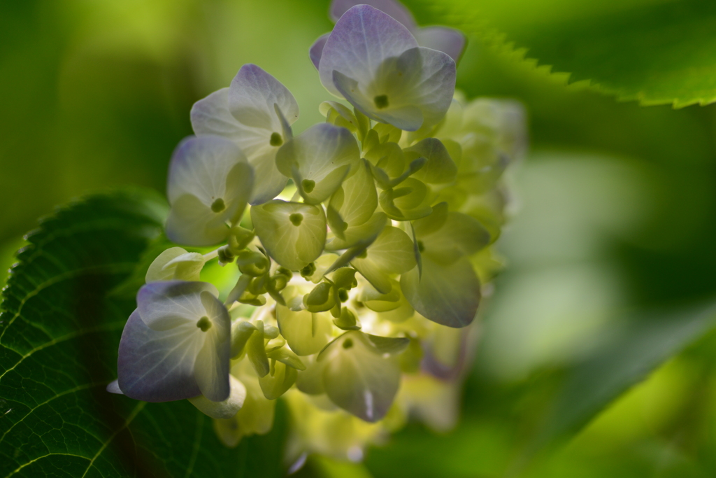 光と影と紫陽花　➂。。。！