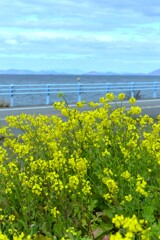 春一番．．菜の花　➂。。。！