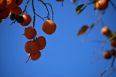 秋ですねえ~　④。。。！