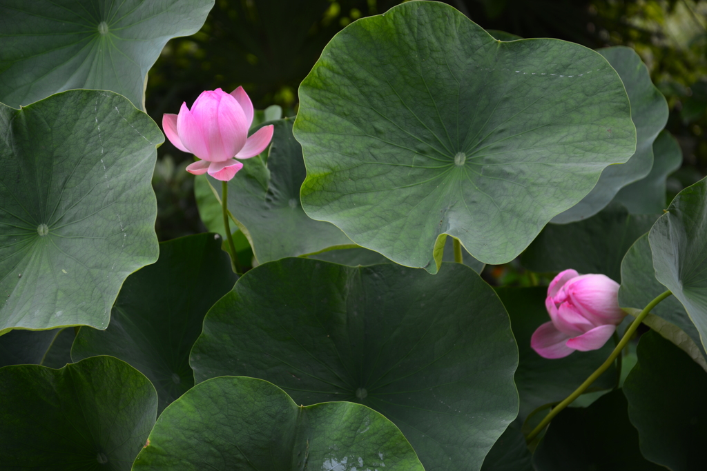 大連ハス咲いた　②。。。！