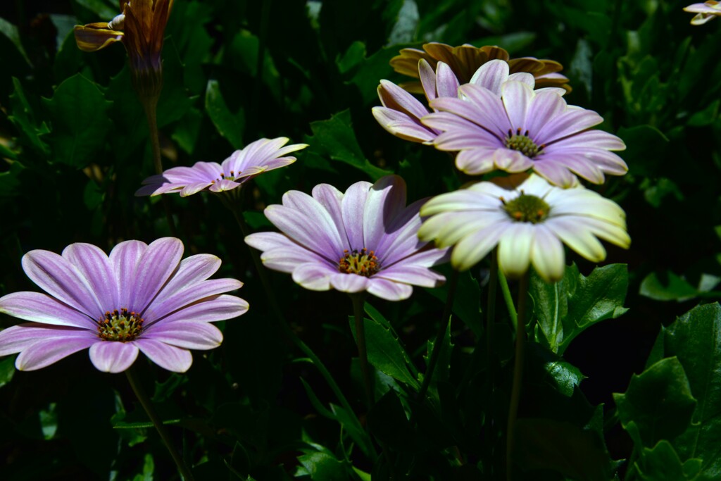 庭の花　④。。。！