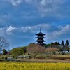 春の備中国分寺 。。。！