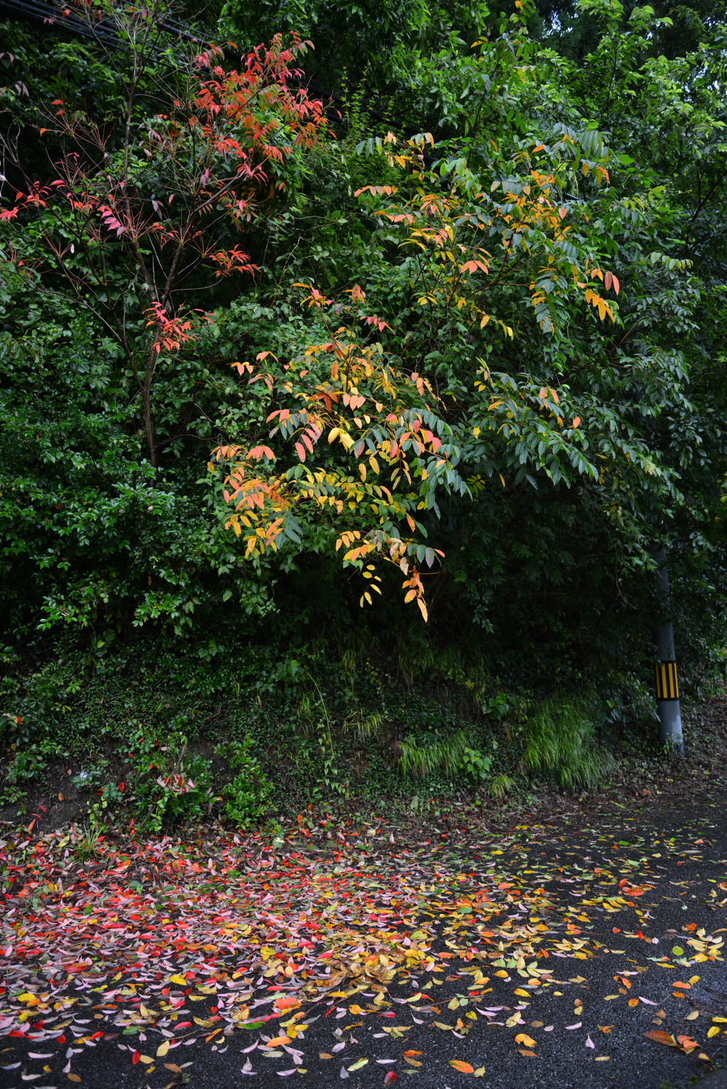 嵐のあと　⑤。。。！