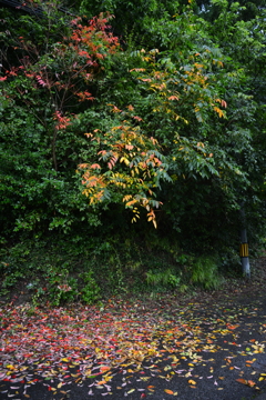 嵐のあと　⑤。。。！