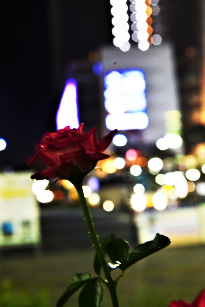 夜の福山を歩く　②。。。！