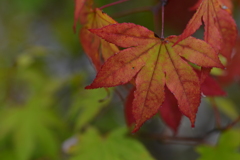 秋に燃ゆる ➂。。。! 秋に燃ゆる ➂。。。!