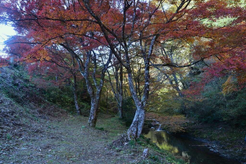 谷間の紅葉　①。。。！