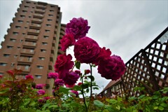 街のばら園　②。。。！