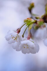 うば桜．．愛しい想い　➂。。。！