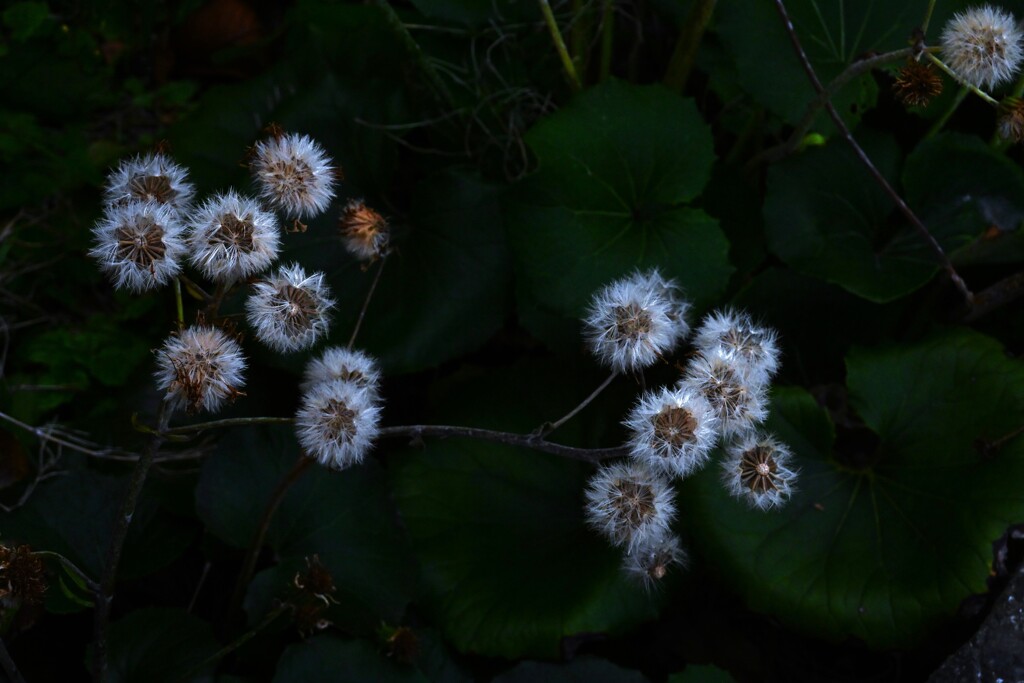 残酷な冬　④。。。！