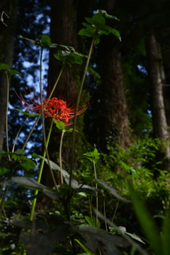 紅一点。。。！