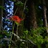 紅一点。。。！