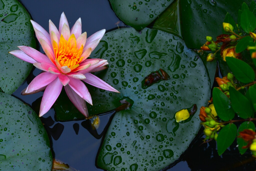 雨の日の情景　⑤。。。！