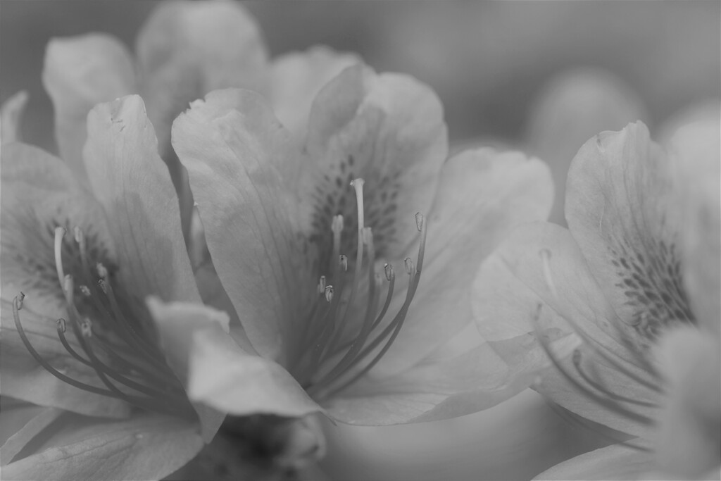 優しい花。。。！