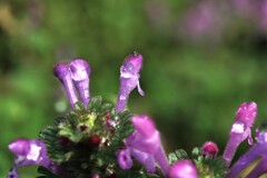 朝露の輝き　➁。。。！