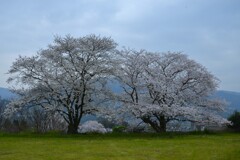 ふるさと山河に咲く　①。。。！