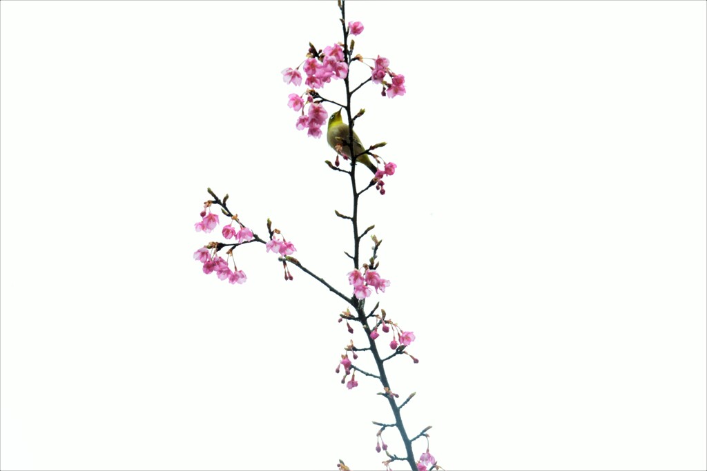 春の思い出。。。！