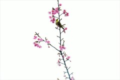 春の思い出。。。！