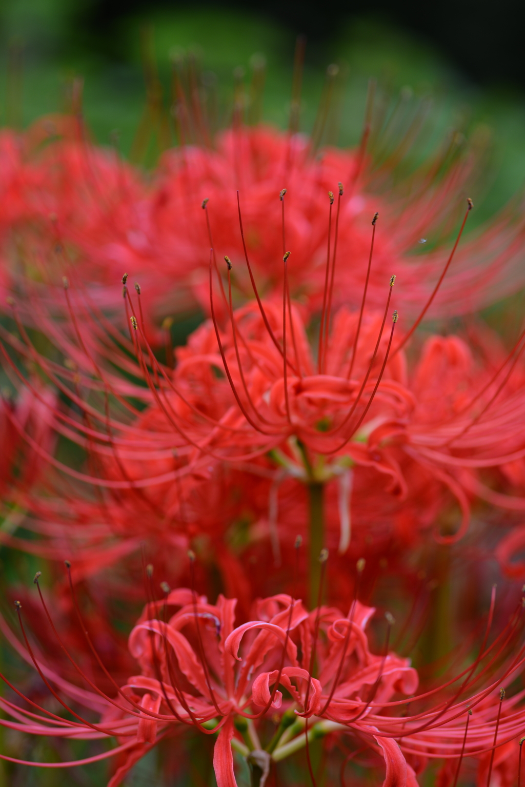 真紅の秋色　➁。。。！