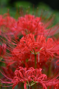 真紅の秋色　➁。。。！