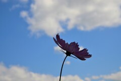 秋空に一輪　。。。！