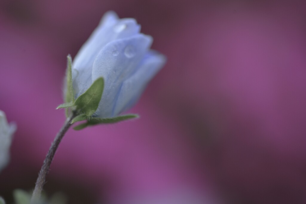 雨粒を纏って　➁。。。！
