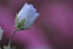 雨粒を纏って　➁。。。！
