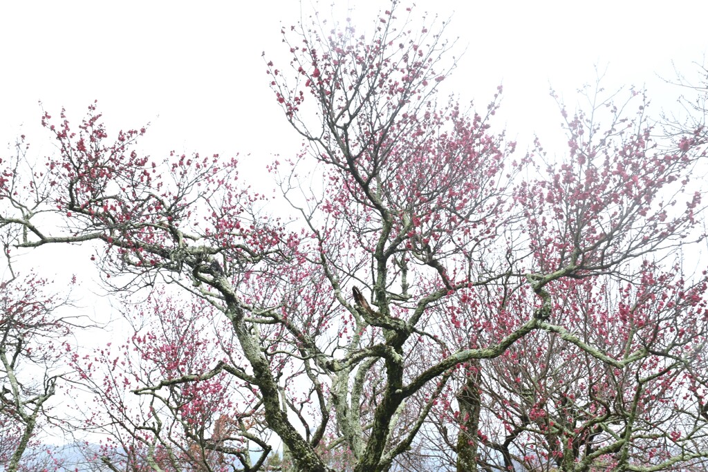 凍えながら咲き誇る　①。。。！