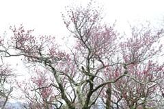 凍えながら咲き誇る　①。。。！