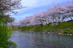 さくら並木の堤の上で　①。。。！