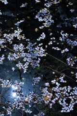 いろはにほへとちりぬるを。。。！