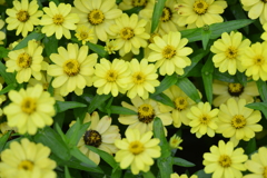 花たちの集合写真 ③。。。! 花たちの集合写真 ③。。。!