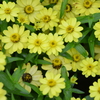 花たちの集合写真　③。。。！