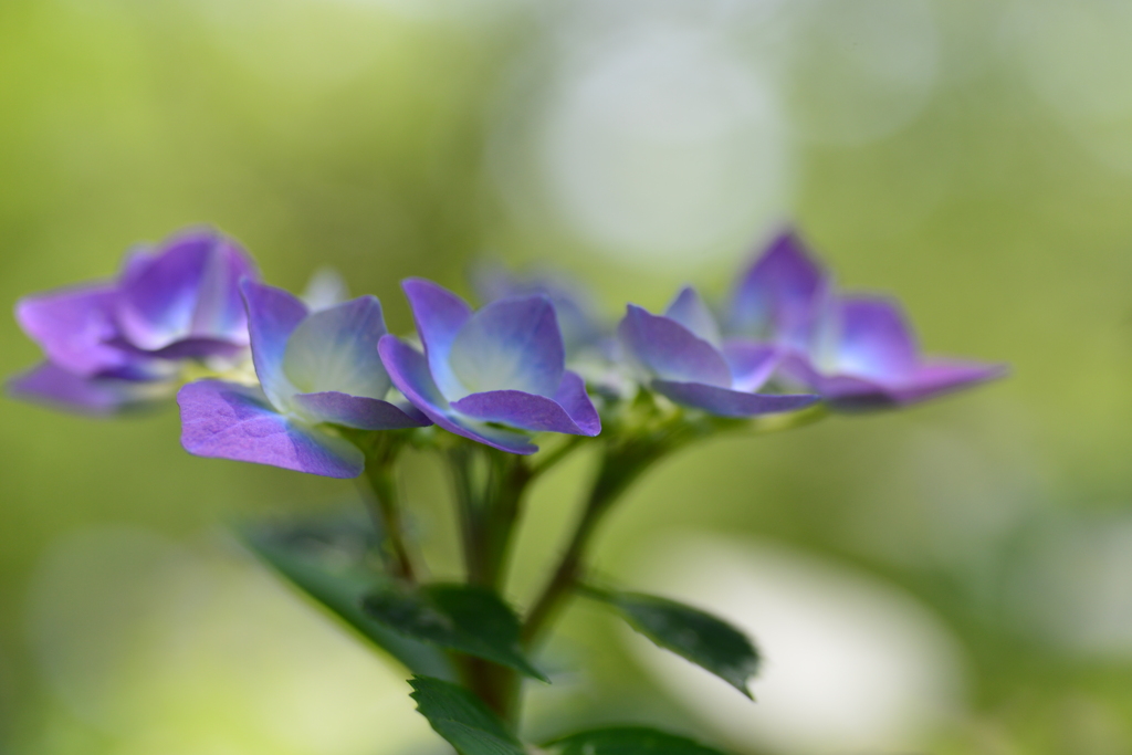 光と影と紫陽花　①。。。！