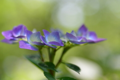 光と影と紫陽花　①。。。！