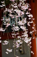 神宮の桜　③。。。！