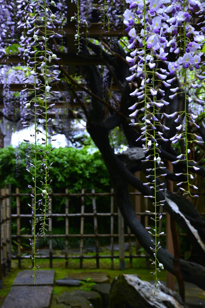 桜のあとは　➂。。。！