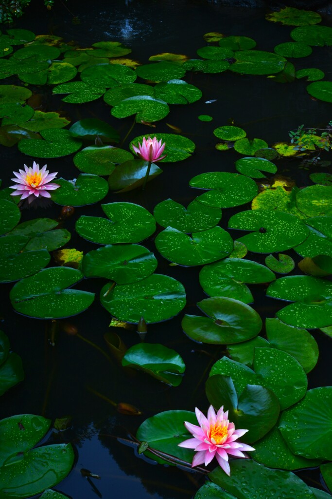 雨の日の情景　②。。。！