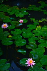雨の日の情景　②。。。！