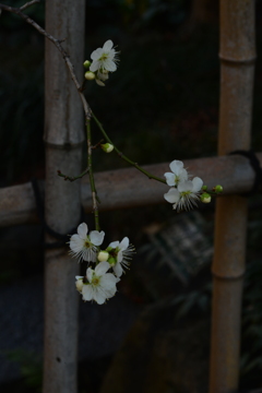 春を夢見て　➂。。。！