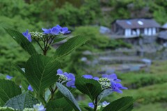紫陽花の咲く村　②。。。！