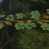 水辺の華　②。。。！