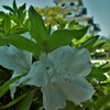 花に埋もれる城　④。。。！