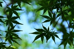 初夏の香り　①。。。！